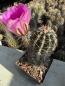 Preview: Echinocereus hempelii